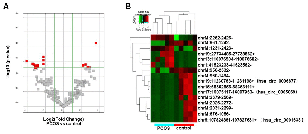 Differentially expressed circRNA analysis. (A) Volcano plot showing the distribution of circRNA differential expression according to their p values and fold-changes. Candidates with p= 2 are highlighted in red. (B) Heat map showing hierarchical clustering analysis of circRNA candidates in follicular exosomes isolated from PCOS and control donors.