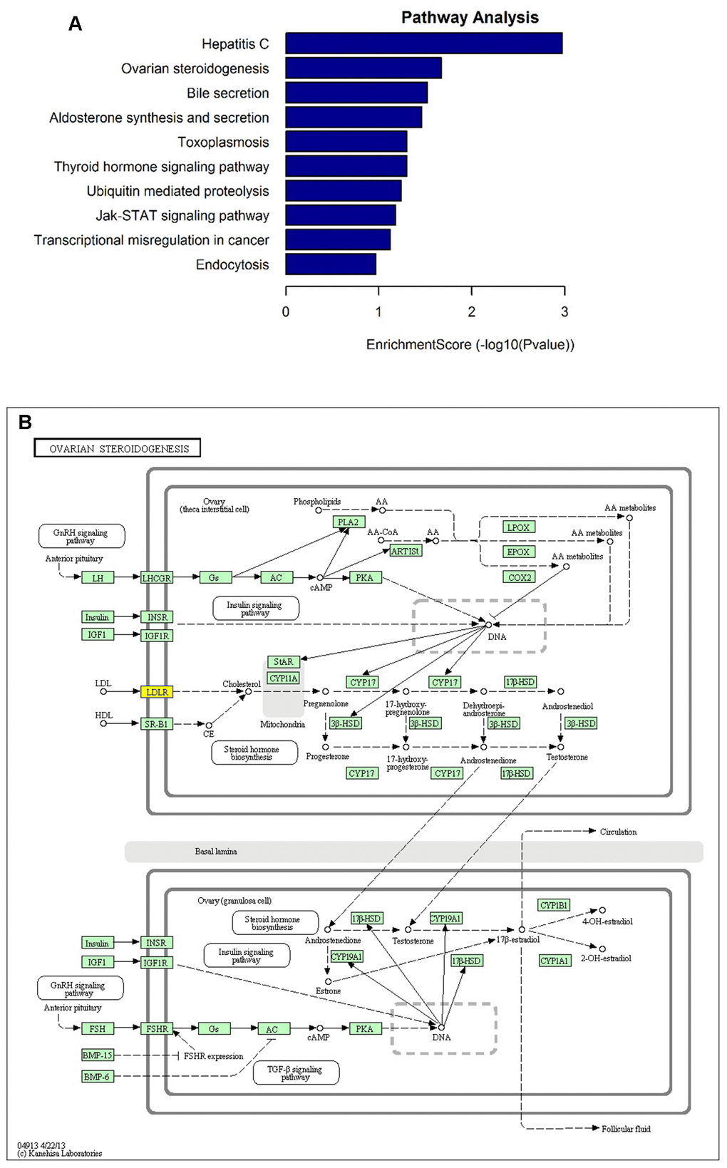 KEGG pathway analysis of the parental genes of differentially expressed circRNA candidates. (A) The most significantly enriched pathways: ovarian steroidogenesis, aldosterone synthesis and secretion, thyroid hormone signaling pathway, ubiquitin mediated proteolysis, Jak-STAT signaling pathway, and endocytosis. (B) The diagrammatic sketch of ovarian steroidogenesis pathway in which circLDLR (hsa