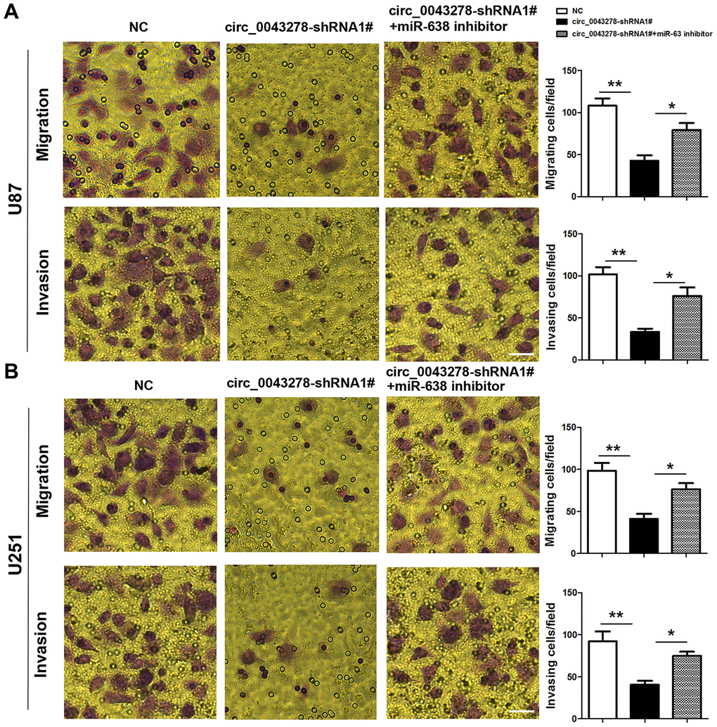 MiR-638 inhibitor reverses circ