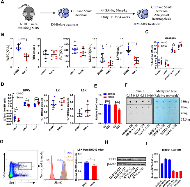 SAHA treatment reduces TET2 and 5hmC levels in HSPCs of NHD13 mice. (A) NHD13 mice were divided into two groups of matched gender and age. Peripheral blood (PB) was sampled before treatment, and mice were then treated 4 weeks with SAHA (50mg/kg/day, I.P., n = 8) or vehicle (5% DMSO in 20% cyclodextrin, I.P., n = 8). After treatment, mice were euthanized, and PB and BM were collected. (B) CBC as indicated in NHD13 mice analyzed after 4 weeks of treatment. (C) Hematopoietic lineage subset frequencies in BM of NHD13 mice after 4 weeks of indicated treatment. (D) Hematopoietic progenitor subset frequencies in BM of NHD13 mice after 4 weeks of indicated treatment. (E, F) 5hmC levels in MNCs of PB from NHD13 mice before or after treatment, as determined by ELISA (E) and dot blot (F). Methylene blue staining served as a loading control. 5hmC levels were normalized against loading of total DNA. (G) 5hmC levels in LSK cells of BM from treated NHD13 mice (n = 3), as determined by intracellular staining with a 5hmC-specific antibody. (H) Western blot showing TET2 protein levels in c-kit+ cells from BM of NHD13 mice treated as indicated. (I) RT-qPCR detection of TET2 mRNA levels in c-kit+ cells from BM of NHD13 mice treated as indicated.