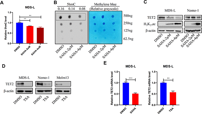 HDACi treatment promotes DNA hypermethylation. (A, B) MDS-L cells were treated with 2 or 4 μM SAHA for 24 hours, and then 5hmC levels were determined by ELISA (A) or dot blot (B). (C, D) MDS-L, Nomo-1 or Molm13 cells were treated with 2 or 4 μM SAHA (C) or 1 μM TSA (D) for 24 hours, and then TET2 protein levels were determined by Western blot. In (C) H3K27Ac served as a positive control indicative of HDAC inhibition. (E) TET2 mRNA levels in 2 μM SAHA- or 1 μM TSA-treated MDS-L cells, as detected by RT-qPCR.