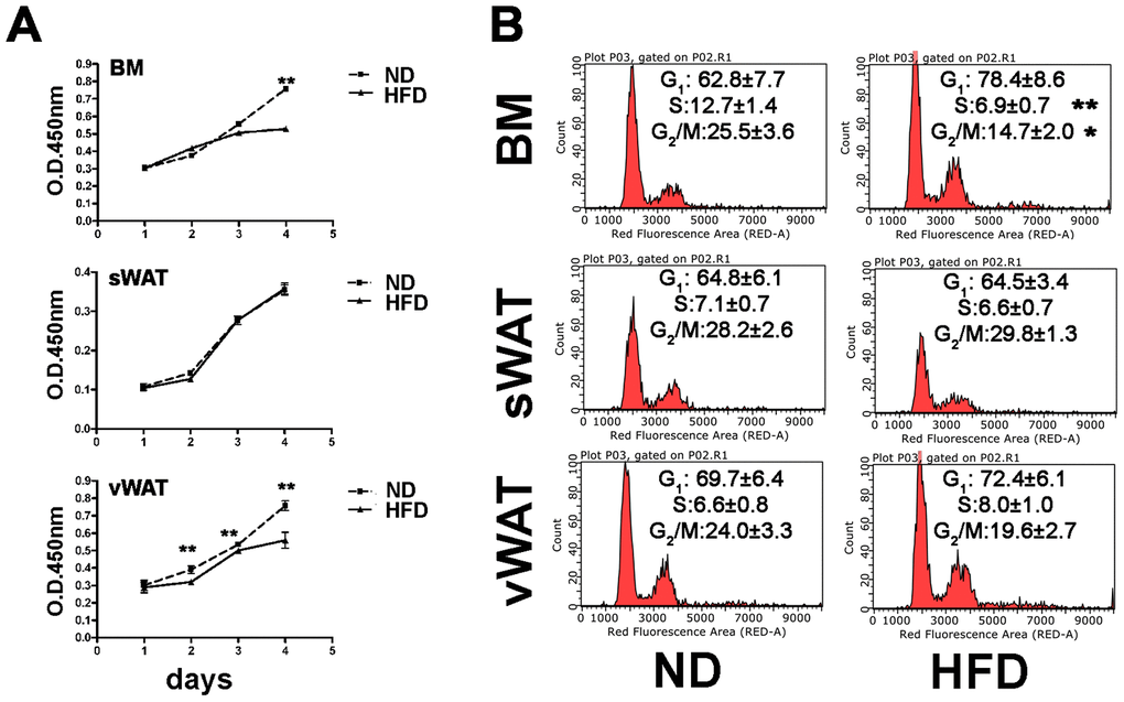 Proliferation and cell cycle analyses. (A) MSC cell proliferation was evaluated by Cell Counting Kit-8 (CCK-8) colorimetric assay. The graph shows data coming from obese and control samples. Data are shown with standard deviation (SD) n=6 animals for each experimental condition, **pB) Representative cell cycle analysis of MSCs harvested from obese and normal mice. Data are expressed with SD (n=6 animals for each experimental condition) *p