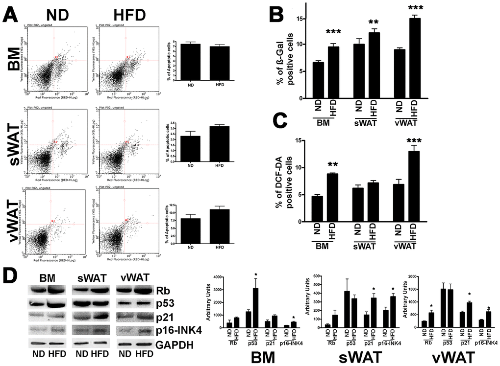 Apoptosis and senescence in MSCs from obese and control animals. (A) Representative FACS analysis of MSC apoptosis. The assay identifies early (Annexin V + and 7ADD −) and late apoptosis (Annexin V + and 7ADD +). Apoptosis is a continuous process and we calculated the percentage of apoptosis as the sum of early and late apoptotic cells. The histogram shows the mean percentage of Annexin V-positive cells. Data are expressed with standard deviation (n=6 animals for each experimental condition). (B) The graph shows mean percentage value of senescent cells determined by SPiDER-ßgal assay. Data are expressed with SD (n=6 animals for each experimental condition) **pC) The graph shows mean percentage value of cells showing discrete amount of intracellular ROS that are above the threshold detected by H2DCFDA assay. Data are expressed with SD (n=6 animals for each experimental condition) **pD) Western blot analysis of proteins regulating senescence. The picture shows a representative blot analysis the expression levels of Rb, p53, p21, p16/INK4, Gapdh (loading control). The graph shows mean expression levels (±SD, n = 6 biological replicates, *p