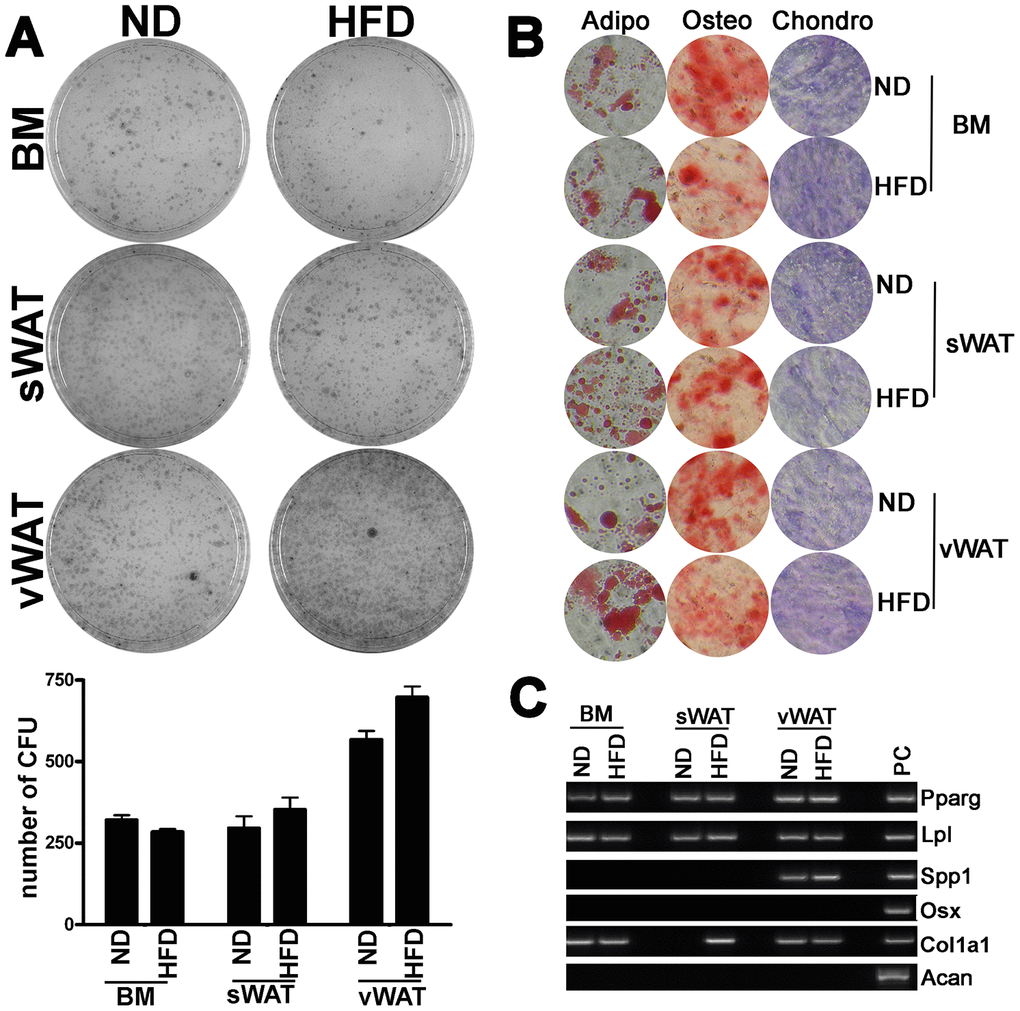 Clonogenic and differentiation properties of MSCs. (A) The pictures show representative crystal violet staining (CFU-assay) of clones obtained after 14 days of incubation, with MSCs obtained from obese and control animals. The mean number of clones per 1,000 cells plated in 100 mm dish (± SD, n = 6) is indicated in the graph below. (B) Adipocyte, osteocyte, and chondrocyte differentiation of MSCs obtained from obese and control animals. The figure shows representative images of Oil Red Oil (adipocytes), Alizarin Red S (osteocytes), and Safranin O (chondrocytes) staining for every experimental condition. (C) Qualitative RT-PCR analysis of differentiation markers expressed in proliferating MSC cultures from obese and normal samples. The picture shows a representative gel-electrophoresis analysis.