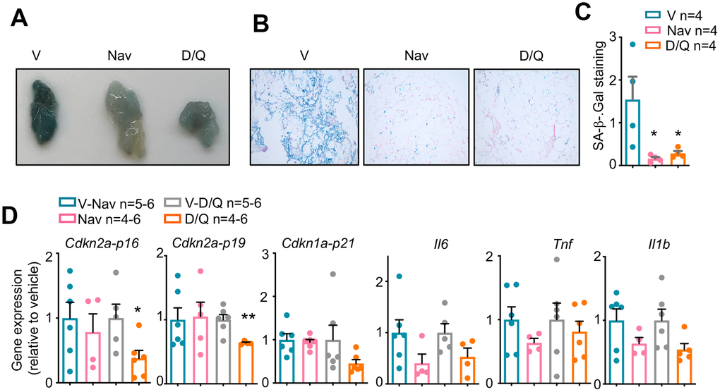 Senescence markers in DIO-mice after senolytic treatment. (A) Macroscopic view of perigonadal white adipose tissue (pWAT) from mice treated with the 5 cycles of senolytics and stained for senescence-associated β-Galactosidase (SA-β-Gal) activity. V: vehicle. Nav: navitoclax. D/Q:dasatinib/quercetin. (B) Microscopic images of the same pWATs shown in (A). (C) Quantification of the blue area, positive for SA-βGal, of 6 fields per condition from the pWATs shown in (A) and (B). (D) mRNA expression analysis of the indicated genes in pWAT obtained at the day of sacrifice. Statistical significance was assessed using the one-way ANOVA test with Tukey's correction for multiple comparisons (C) or the two-tailed unpaired Student's t-test between each treatment and its control (D) Asterisks refer to the comparison with the corresponding vehicle-treated mice. *, p