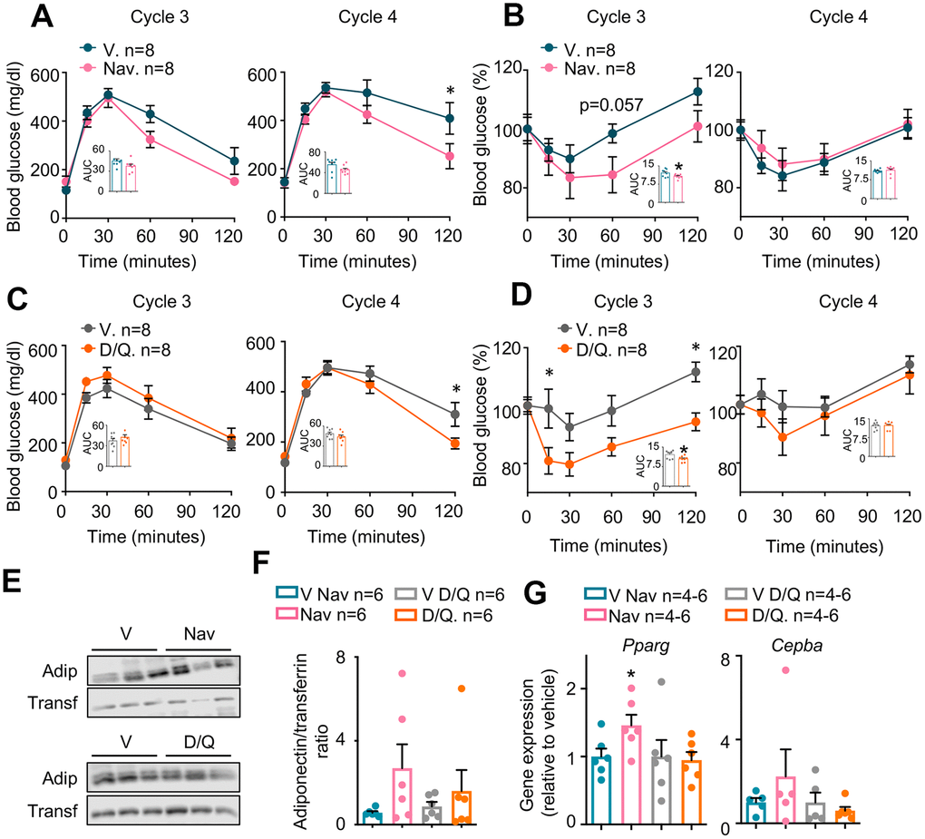 Metabolic phenotyping of mice treated with senolytics. Glucose (A and C) and insulin (B and D) tolerance tests performed at the indicated cycles. The area under the curve (AUC) was calculated for each experiment and represented in the insets. (E) Representative examples (n=3 from a total of n=6) of Western blots of the indicated proteins from plasma obtained at cycle 4 from the same mice shown in (A–D). (F) Quantification of Western blots for adiponectin, including those represented in (E), from all available plasma samples from mice shown in (A–D) (n=6). (G) mRNA expression analysis of the indicated genes in pWAT obtained at the day of sacrifice. Bars and dots represent the average of the indicated number of mice per group. Error bars represent the standard error of the mean. Statistical significance was assessed by the two-way ANOVA test with Sidak’s correction for multiple comparisons for the time course experiments (main graphs at A–D); and with the two-tailed unpaired Student's t-test for the AUC data (A–D) and for panels E and F. Asterisks refer to the comparison with the corresponding vehicle-treated mice. *, p