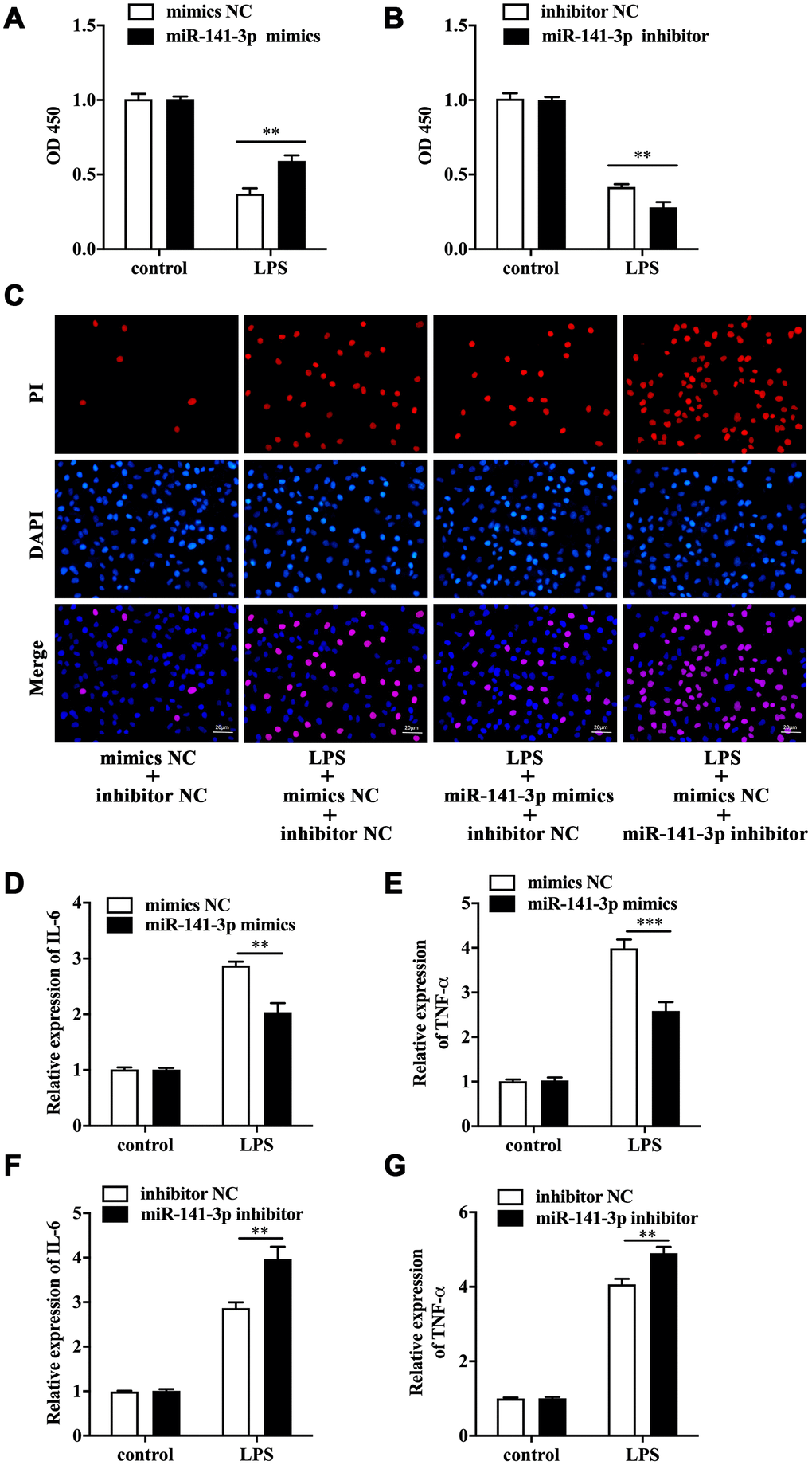 MiR-141-3p downregulation participated in LPS-induced Caco-2 cell injury. Cell viability of LPS-treated Caco-2 cells in the presence of miR-141-3p mimics (A) or miR-141-3p inhibitor (B). (C) PI positive staining of LPS-treated Caco-2 cells with miR-141-3p mimics transfection or miR-141-3p inhibitor transfection. The mRNA level of IL-6 (D) and TNF-α (E) in LPS-treated Caco-2 cells with miR-141-3p mimics transfection. The expression of IL-6 (F) and TNF-α (G) in LPS-treated Caco-2 cells with miR-141-3p inhibitor transfection. Scale bar = 20 μm. **p***p
