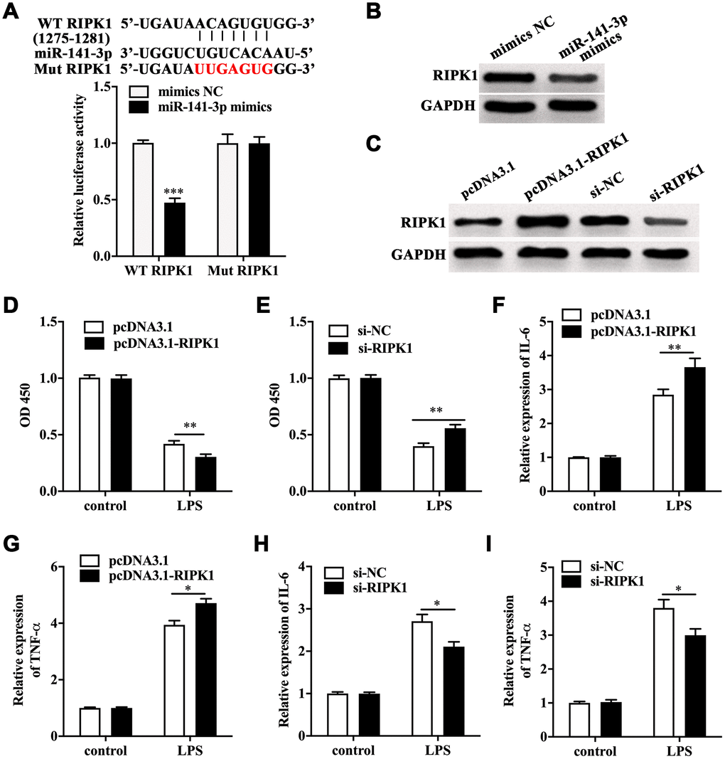 RIPK1 was the direct target of miR-141-3p and aggravated LPS-induced Caco-2 cell injury. (A) The predicted binding sites between miR-141-3p and RIPK1, and Luciferase reporter gene assay was performed to test the interaction between miR-141-3p and RIPK1. (B) The protein level of RIPK1 in miR-141-3p mimics-transfected Caco-2 cells. (C) The expression of RIPK1 in Caco-2 cells with RIPK1 overexpression and knockdown. Cell viability of LPS-treated Caco-2 cells with RIPK1 overexpression (D) or knockdown (E). The expression of IL-6 (F) and TNF-α (G) in LPS-treated Caco-2 cells with RIPK1 overexpression. The mRNA level of IL-6 (H) and TNF-α (I) in LPS-treated Caco-2 cells with RIPK1 siRNA transfection. *p**p***p