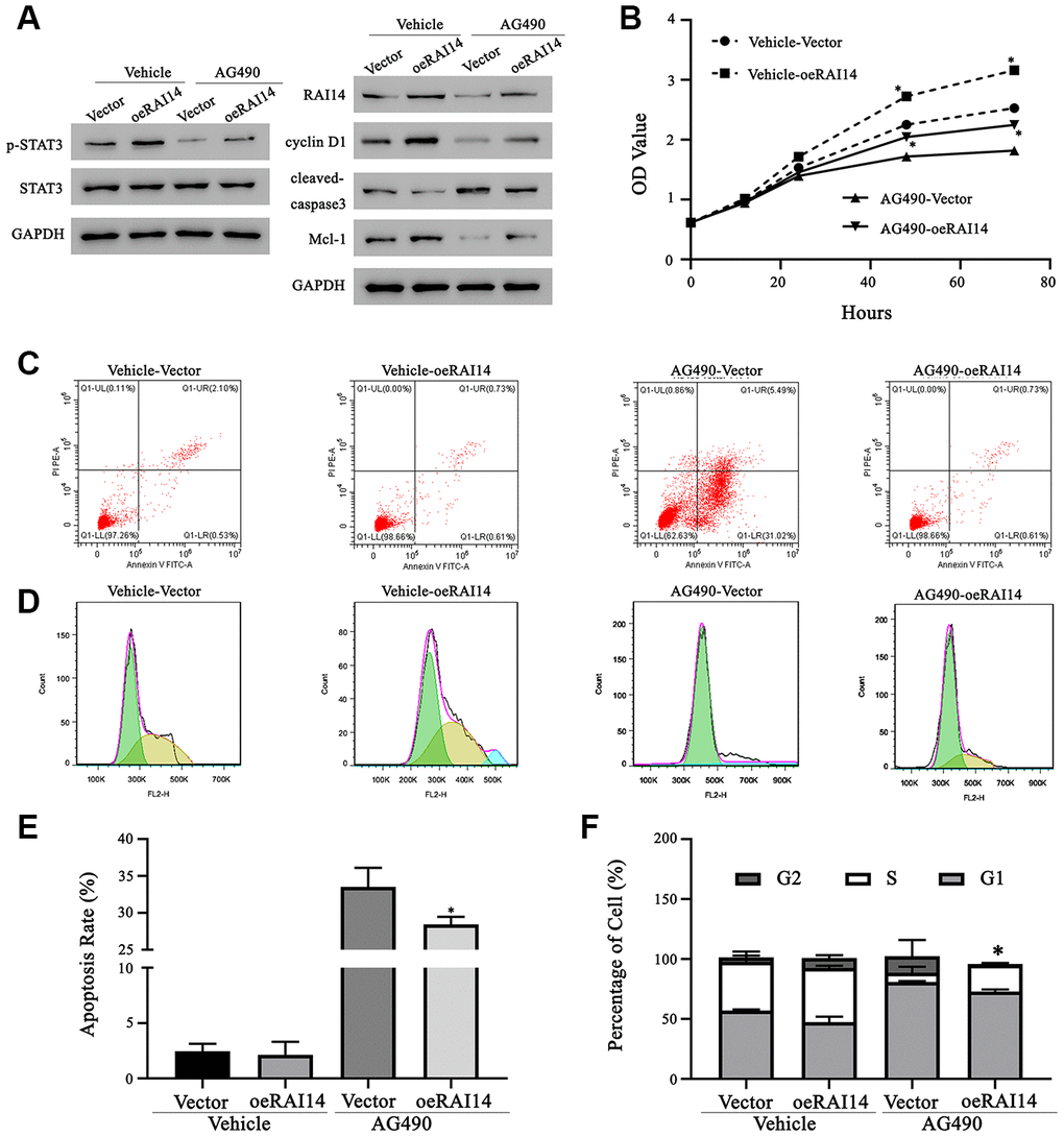 Regulation of RAI14 in EC proliferation depends on the STAT3 pathway. The STAT3 inhibitor, AG490, was dissolved in DMSO. TE-14 cells that were transfected with the RAI14-vector or RAI14 were treated with DMSO (Vehicle) or AG490. (A) Protein levels of RAI14, p-STAT3, total STAT3, Mcl-1, cyclin D1, and cleaved caspase-3 were determined by western blotting. GAPDH was used as the internal control. (B) The proliferation of cells was assessed using the CCK-8 assay. (C) Flow cytometry scatter plot of apoptosis. (D) Flow chart depicting cell cycle distribution that was assessed by flow cytometry. (E) Apoptosis rate. (F) Proportion of cells in each cell-cycle phase. *P 