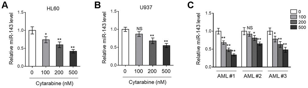 Cytarabine treatment decreases miR-143 expression in AML cells. (A, B) Human AML cell line HL60 (A) and U937 (B) were treated with increasing concentrations of cytarabine as indicated for 24 h. The expression level of miR-143 was determined by RT-qPCR analysis. The house-keeping gene ACTB was used as a reference control. The results are expressed as relative to vehicle group. (C) Three lines of primary AML cells from newly diagnosed patients (named as AML #1, AML #2, AML #3) were individually treated as in (A, B). The analysis of expression level of miR-143 was conducted as in (A, B). Each column represents the value from 5 replicates. All data are mean ± SD from three independent experiments. Data between two groups were compared using Student t-test. **, P