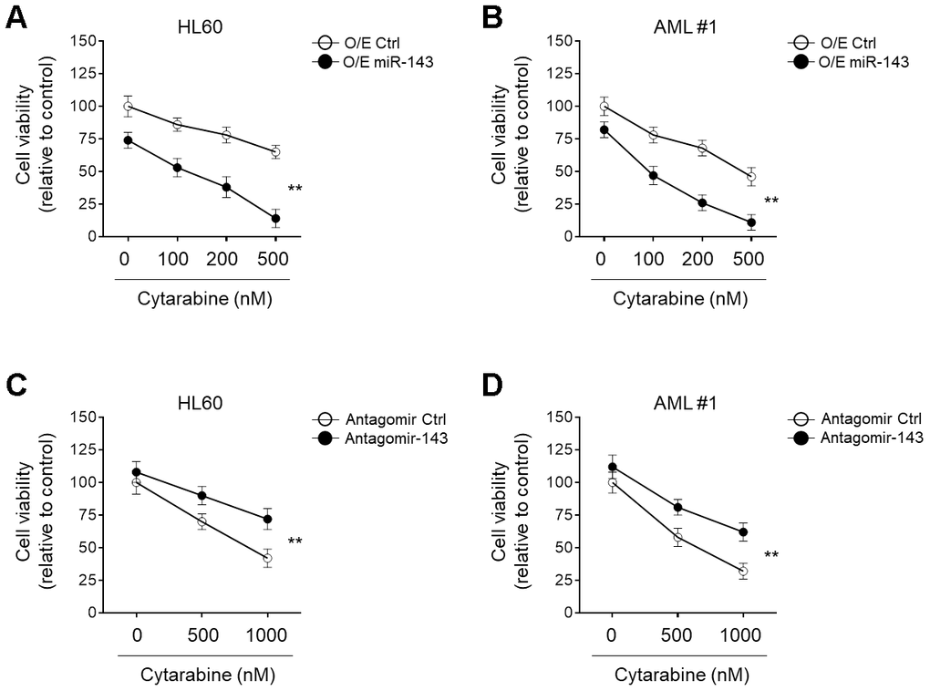 miR-143 enhances cytotoxicity of cytarabine in AML cells. (A, B) HL60 (A) and AML #1 (B) cells were transfected with 100 nM miR-143 mimic (O/E miR-143) or 100 nM non-target mimic control (O/E Ctrl) for 48 h, and then treated with increasing concentrations of cytarabine as indicated for 24 h. Cell viability was analyzed by MTT assay. The results are expressed as relative to vehicle group (%). (C, D) HL60 (C) and AML #1 (D) cells were transfected with 100 nM antagomir of miR-30a (Antagomir-143) or 100 nM non-target antagomir (Antagomir Ctrl) for 48 h, and then treated with increasing concentrations of cytarabine as indicated for 24 h. Cell viability was analyzed and expressed as in (A–B). Each symbol represents the value from 5 replicates. Data were compared using two-way ANOVA with a post hoc Tukey’s test. **, P