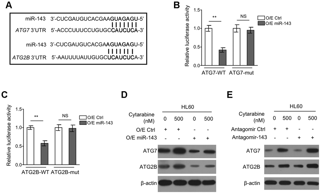 miR-143 decreases expression of ATG7 and ATG2B by directly targeting in HL60 cells. (A) Schematic illustration of the complementary sequence between miR-143 and the 3’-UTRs of ATG7 and ATG2B mRNAs. This information is provided by the computational and bioinformatics-based approach using TargetScan. (B) HEK293 cells were co-transfected pMIR-LUC-3’-UTR-ATG7-wt (ATG7-wt) or pMIR-LUC-3’-UTR-ATG7-mut (ATG7-mu) with 100 nM O/E miR-143 or 100 nM O/E Ctrl for 48 h, and then luciferase activity was measured. The results relative to O/E Ctrl group are shown. (C) HEK293 cells were co-transfected pMIR-LUC-3’-UTR-ATG2B-wt (ATG2B-wt) or pMIR-LUC-3’-UTR-ATG2B-mut (ATG2B-mu) with 100 nM O/E miR-143 or 100 nM O/E Ctrl for 48 h, and then luciferase activity was measured. The results relative to O/E Ctrl group are shown. (D) HL60 cells were transfected with 100 nM O/E miR-143 or 100 nM O/E Ctrl for 48 h, and then treated with or without 500 nM cytarabine for 24 h. The protein expression of ATG7 and ATG2B was measured by immunoblotting. β-actin was used as a loading control. (E) HL60 cells were transfected with 100 nM Antagomir-143 or 100 nM Antagomir Ctrl for 48 h, and then treated with or without 500 nM cytarabine for 24 h. The protein expression of ATG7 and ATG2B was analyzed as in (D). All data were from 3 independent experiments and expressed as mean ± SD. Data were compared using Student t-test. **, P