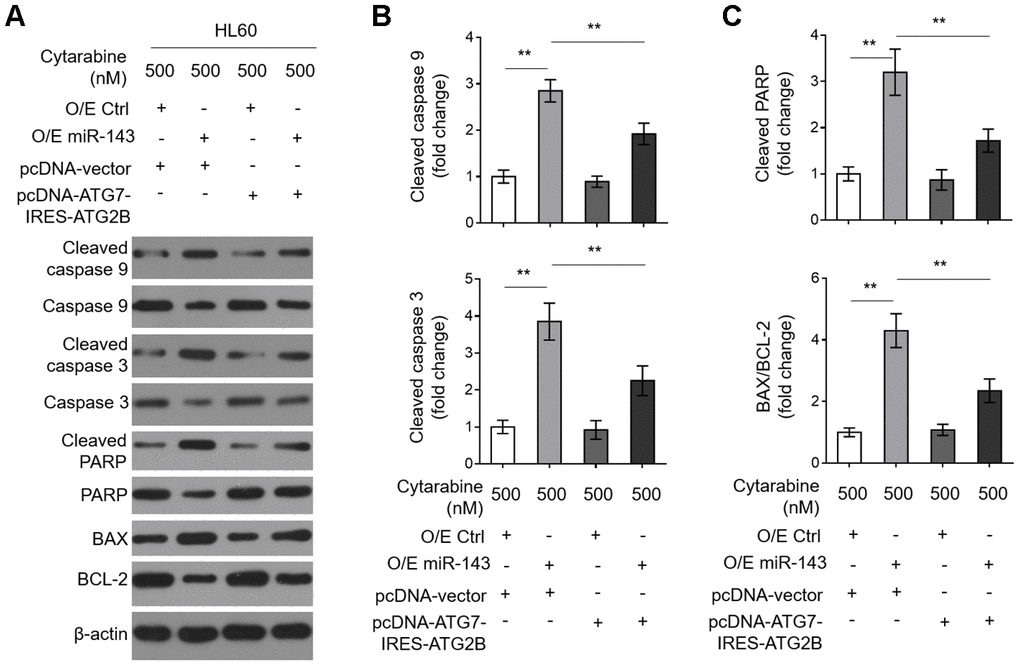 Decreased expression in ATG7 and ATG2B contributes to miR-143-promoted apoptosis in cytarabine-treated HL60 cells. (A–C) HL60 cells were treated as in Figure 5A. The expression of indicated protein targets was measured by immunoblotting. β-actin was used as a loading control. The representative images (A) and statistical analysis of the fold change of key protein targets (B, C) are shown. All data are representative of 3 independent experiments. Data are mean ± SD and compared using Student t-test. **, P