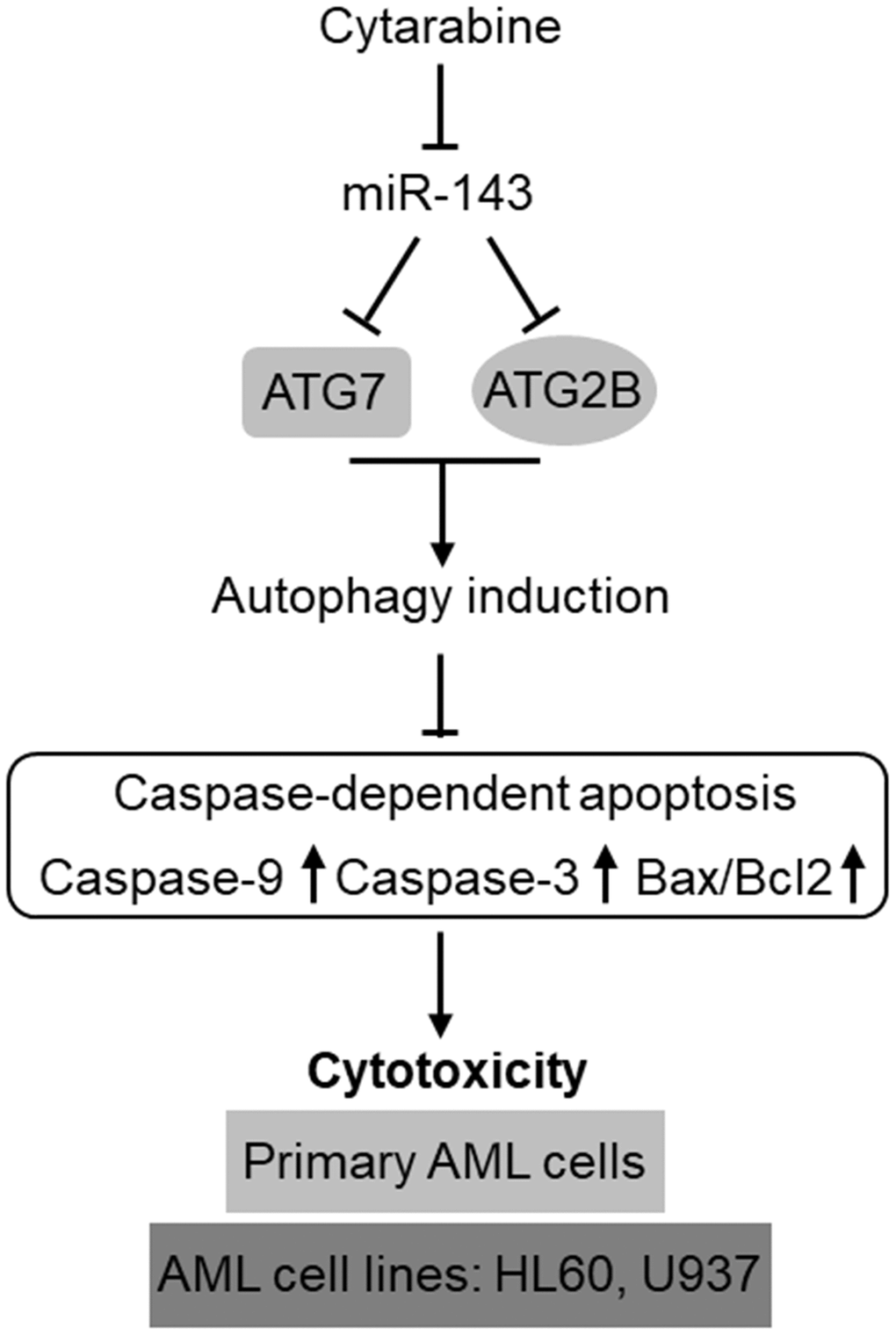 Schematic description of the role and mechanism by which miR-143 influences cytarabine activity against AML. MiR-143 functions to inhibit autophagy induction via targeting ATG7 and ATG2B, whereby erasing the inhibitory role of autophagy in cytarabine-induced caspase-dependent apoptosis and cytotoxicity in AML cells, including primary AML cells and human AML cells lines, HL60 and U937. However, the expression of miR-143 in AML cells is downregulated by cytarabine treatment, thus compromising the cytarabine cytotoxicity against AML cells.