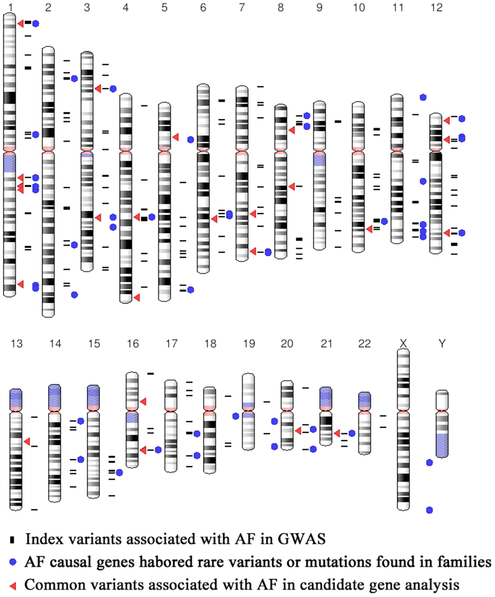 Distribution of the 378AF susceptibility SNPs and AF causal genes.
