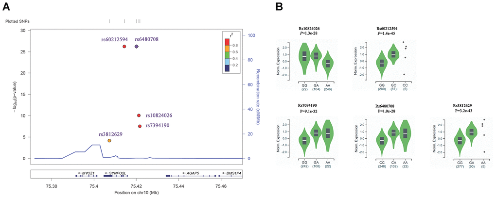 Association of SNPs in 10q22 with AF and eQTL analysis. (A) Regional plots for significant association with AF in 10q22. The P value was obtained from GWAS catalog database. SNPs plotted by their positions (UCSC hg19) on the corresponding chromosome against –log10 (P). Estimated recombination rates from 1000 genomes EUR populations were plotted in blue to reflect the local linkage disequilibrium (LD) structure on a secondary y axis. The most significant lead SNP (diamond) is denoted with the SNP identification number. Flanking SNPs (circles) are color-coded to represent the pairwise r2 measure of LD with the lead SNP: red, r2 ≥ 0.8; orange, 0.6 ≤ r2r2r2https://statgen.sph.umich.edu/locuszoom/). (B) eQTL analysis showed that the association between AF susceptibility SNPs in 10q22 with the expression level of MYOZ1 in human atrial appendage tissues (n=372). eQTL analysis were performed using GTEx data.