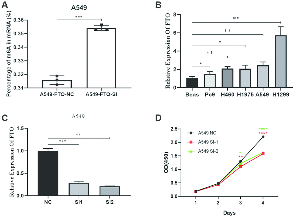 Effects of silencing FTO on proliferation and mRNA m6A level of lung cancer cells. (A) The mRNA m6A level in human lung cancer cell. (B) The expression of FTO in lung cancer cells. (C) Verification of knockout efficiency. (D) Knockdown of proliferation capacity of FTO inhibited lung cancer cells. (*, p 