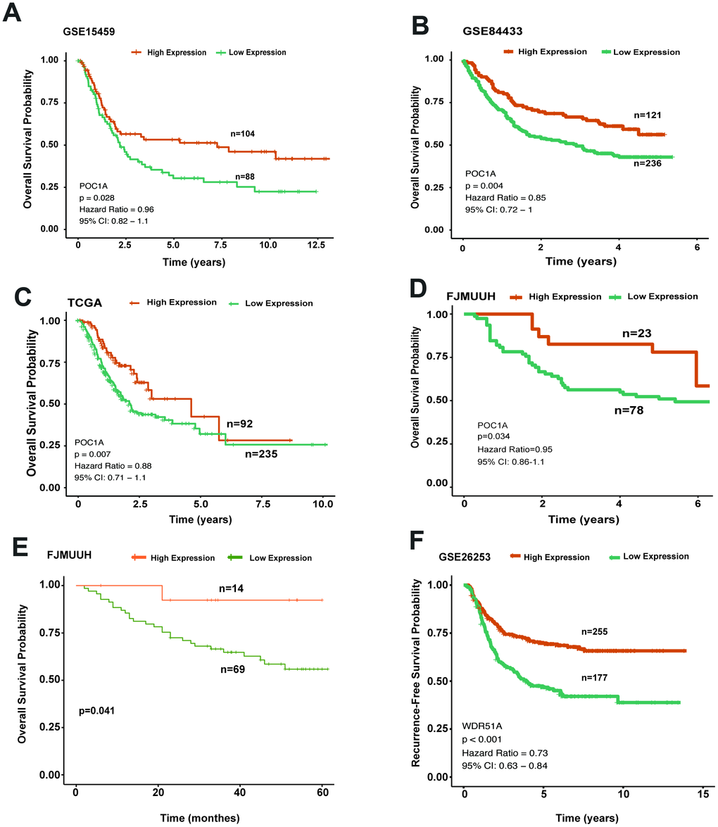High POC1A expression significantly induced better survival outcomes. (A–C) Survival curves of OS in 3 cohorts (GSE15459, GSE84433, STAD of TCGA) (cut-off: 7.97,n=192, p=0.028; cut-off: 9.3, n=357, p=0.004; cut-off: 9.45, n=327, p=0.007) demonstrated that high POC1A mRNA expression led to better overall survival in GC. (D) High POC1A expression was significantly correlated with better overall survival (OS) prognosis in the RT-qPCR cohort (n=101, p=0.034). (E) Low POC1A protein expression led to poor OS prognosis in the immunohistochemistry cohort (n=83). (F) RFS curves of patients from GSE26253 (cut-off: 7.67, n= 432).