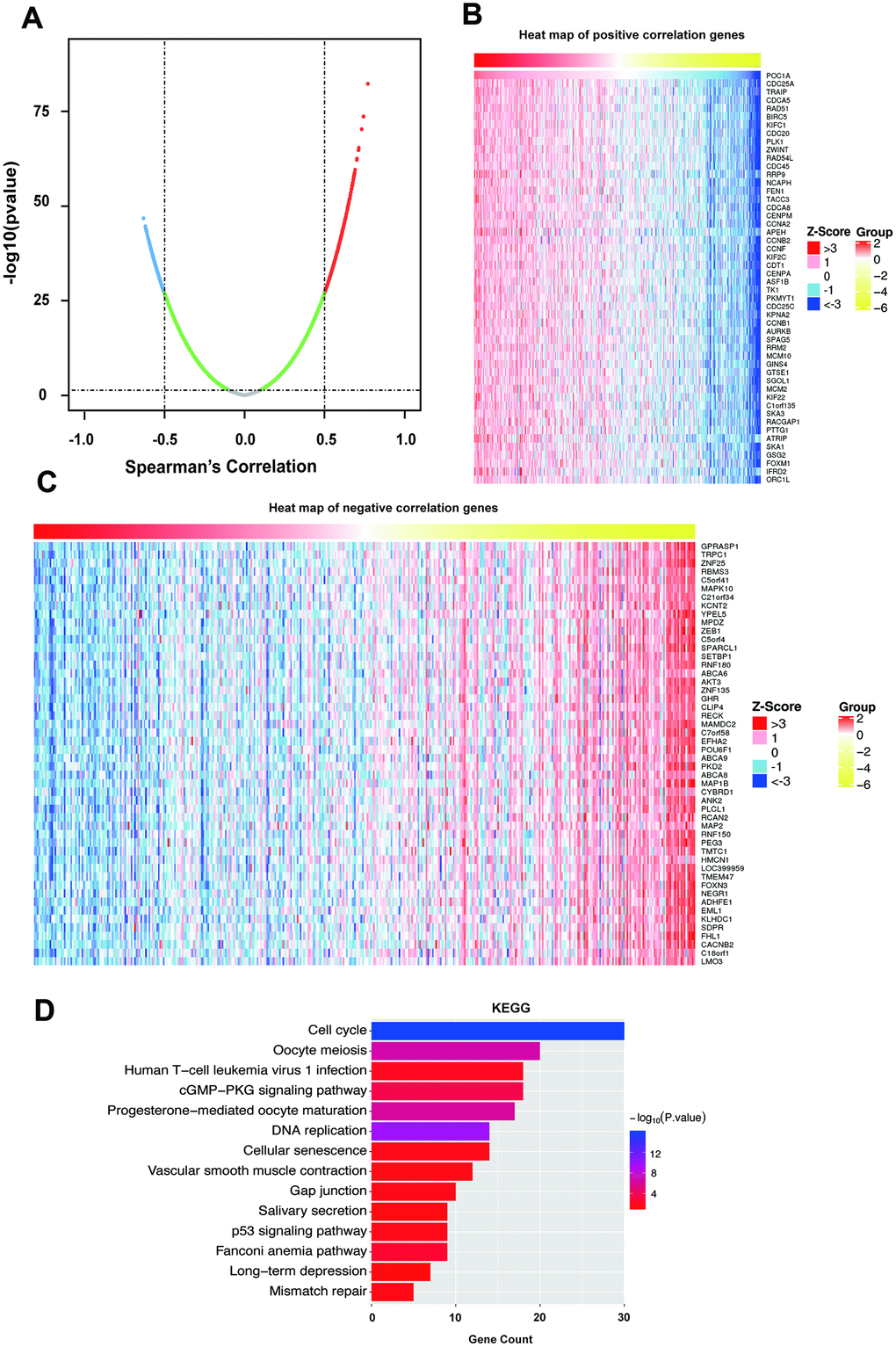 Coexpressed genes of POC1A. (A) Strongly coexpressed genes of POC1A identified by Spearman’s test in GC. (B–C) Heat maps exhibited the top 50 genes that have positive and negative correlations with POC1A in GC. Red represents genes with strong positive correlation, and blue indicates genes with strong negative correlation. (D) KEGG pathway enrichment of genes coexpressed with POC1A.