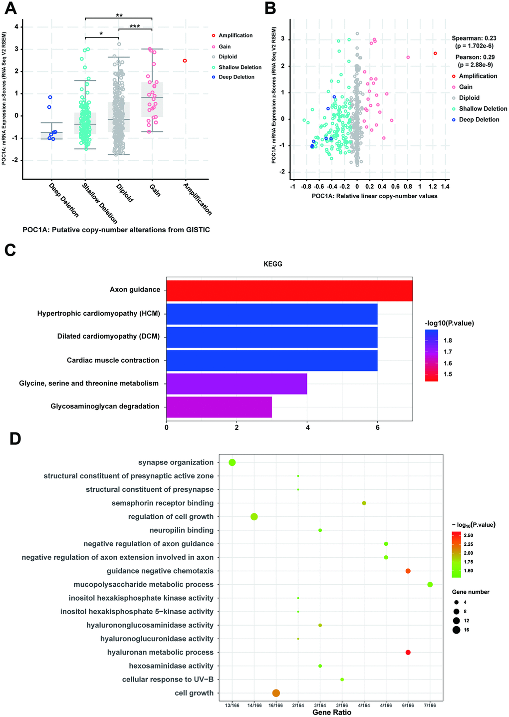 CNV co-occurrence profiles of POC1A in STAD. (A–B) POC1A deletion was significantly correlated with low POC1A expression (Spearman: r=0.23, p=8.129e-6; Pearson: r=0.29, p=8.53e-9), which indicated that POC1A deletion may act as a significant pathogenic factor. (C–D) GO and KEGG analysis of POC1A co-occurrence genes (p