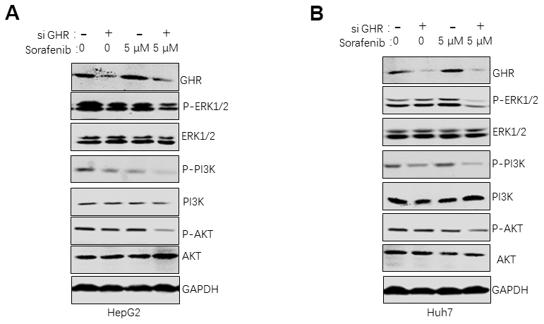 GHR knockdown enhanced sorafenib suppressing of the activation of PI3K/AKT/ERK1/2 signaling pathways. The results of western blotting assay revealed that the protein levels of ERK1/2, p-ERK1/2, PI3K, p-PI3K, AKT and p-AKT were significantly inhibited in HepG2 (A) and Huh7 cells (B) with siGHR and sorafenib combination compared with cells with sorafenib single.