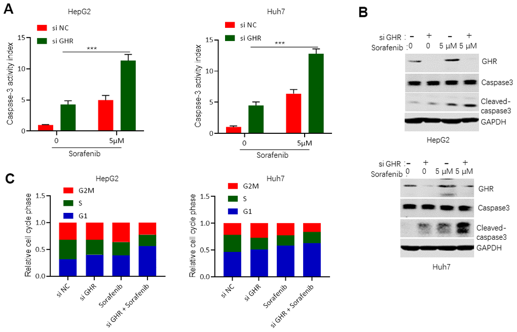 GHR knockdown enhanced sorafenib promoting of cell apoptosis and blocking of cell cycle progression. (A) Caspase-3 activity assay detected caspase-3 activity in HCC cell lines with siGHR or/and sorafenib; (B) The results of western blotting assay showed that the protein levels of cleaved caspase-3 were significantly increased in HCC cell lines with siGHR and sorafenib combination compared with cells with sorafenib single; (C) GHR inhibition combined with sorafenib prevented HCC cell progression from G stage to S and G2M stages. All data shown represented the mean ± SEM. ***P 