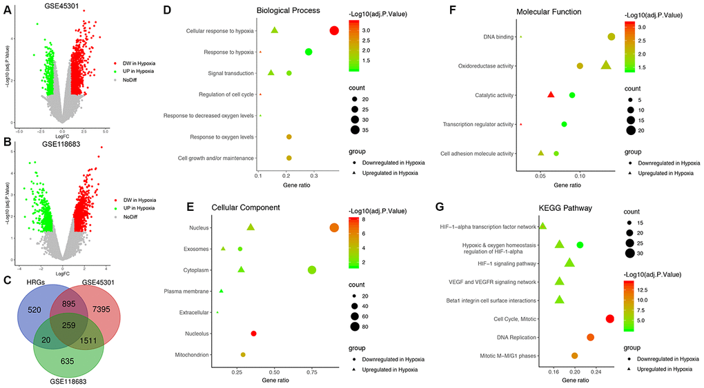 Identification of glioblastoma (GBM)-specific hypoxia-related genes (HRGs) and enrichment analysis. (A) Volcano plot of differentially expressed genes (DEGs) between normoxic and hypoxic cultured GBM cells in GSE45301. (B) Volcano plot of DEGs between normoxic and hypoxic cultured GBM cells in GSE118683. The vertical axis indicates the -log [adjusted P value (adj. P value)], and the horizontal axis indicates the log2 [fold change (FC)]. The red dots represent downregulated genes under hypoxic conditions, and the green dots represent upregulated genes under hypoxic conditions (adj. P value 2(FC)|>1). (C) Venn diagram of the 259 GBM-specific HRGs, which are the genes in the intersection of the HRGs from MSigDB and the DEGs of GSE45301 and GSE118683. Biological processes (D), cellular components (E), molecular functions (F) and Kyoto Encyclopedia of Genes and Genomes (KEGG) pathways (G) enriched in the GBM-specific HRGs.