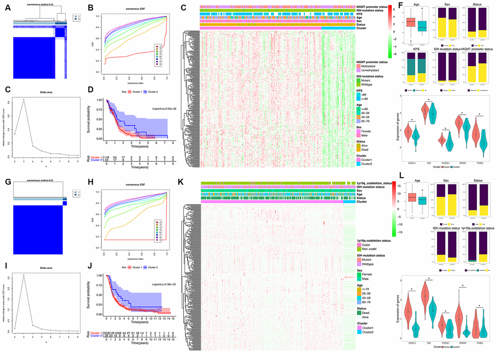 Identification and validation of an HRG-based molecular classification of GBM patients using the unsupervised consensus clustering algorithm. Consensus clustering matrix for k = 2, which was the optimal cluster number in the TCGA training cohort (A) and CGGA validation cohort (G). Cumulative distribution function (CDF) curves of the consensus score (k = 2-9) in the TCGA (B) and CGGA cohorts (H). The relative change in the area under the CDF curve (k = 2-9) in the TCGA (C) and CGGA cohorts (I). Kaplan-Meier (K–M) survival analyses of the patients in the Cluster 1 and Cluster 2 subgroups in the TCGA (D) and CGGA cohorts (J), which indicated that the patients in Cluster 1 had poorer OS than those in Cluster 2. The heatmap and clinicopathological features of the two clusters based on the expression patterns of the HRGs in the TCGA (E) and CGGA cohorts (K). The distributions of the clinicopathological factors and the expression patterns of the five HRGs included in the hypoxia signature between the two clusters of GBM patients in the TCGA (F) and CGGA cohorts (L). Upper and middle panel (F and L): Patients in Cluster 1 were older in both the training (P=0.024) and validation cohorts (P=0.047). No significant differences in the other clinicopathological factors were observed between the two clusters (all P>0.05). Bottom panel (F and L): The expression levels of the five HRGs were significantly higher in Cluster 1 than in Cluster 2 (all P