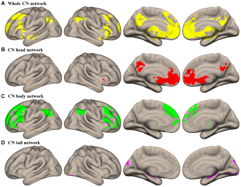 Intrinsic connectivity networks of caudate nucleus (CN) subdivisions in healthy elderly (HE). (A) Whole CN network; (B) CN head network; (C) CN body network; (D) CN tail network. Results were illustrated at an uncorrected voxel-wise height threshold of p p 