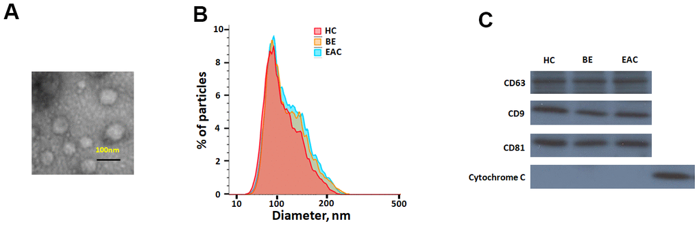 Characterisation of exosome-like vesicles released from serum by (A) transmission electron microscopy, (B) dynamic light scattering analysis (133±25 nm) and (C) western blotting. Presence of exosomal markers, CD63, CD9, CD81 and mitochondrial protein cytochrome c in lysates from sera-derived exosomes and cell lysate.