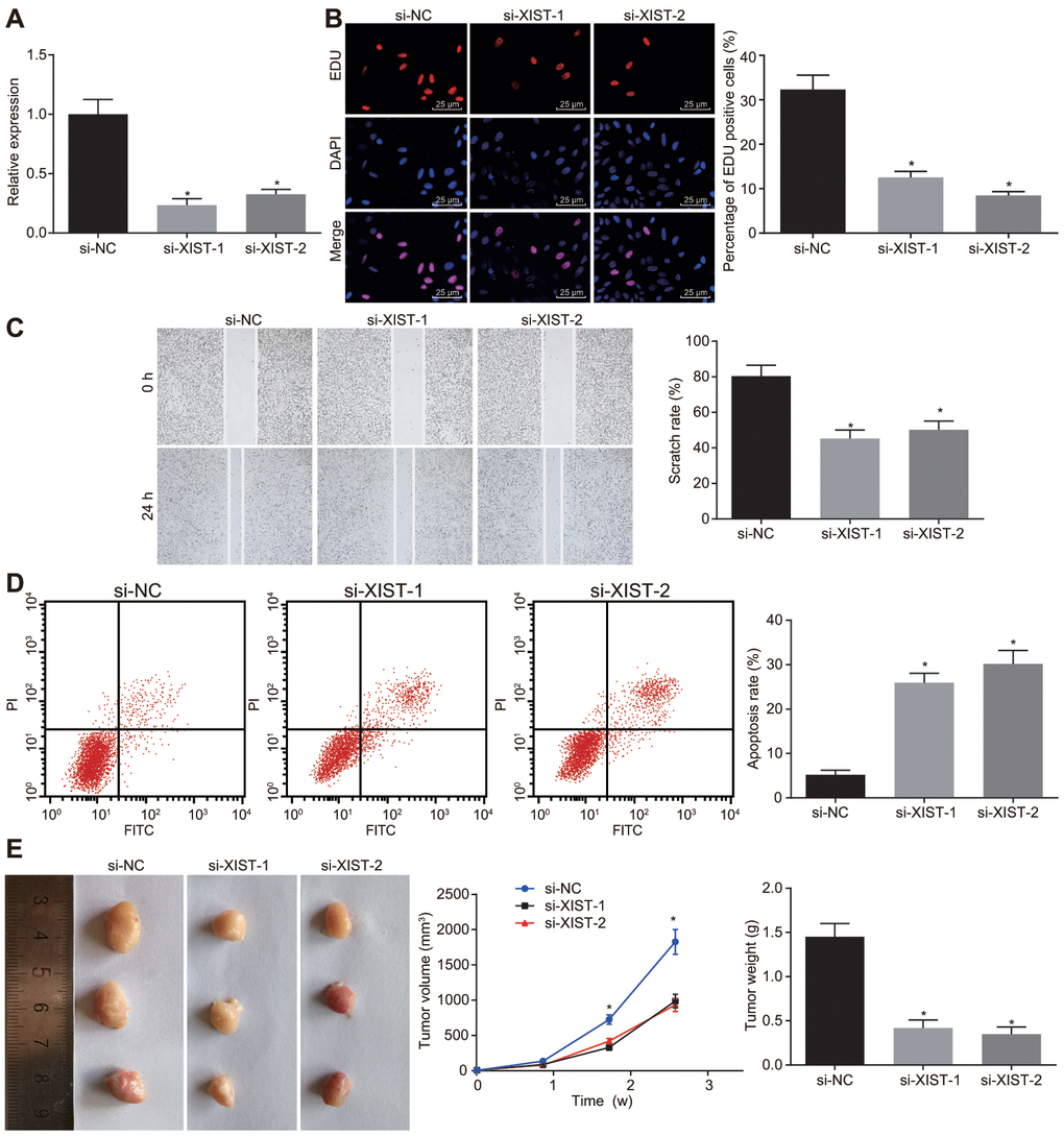 Inhibition of LncRNA XIST restrains tumor formation ability, cell proliferation and migration and enhances apoptosis in gastric cancer. The SGC7901 cells were transfected with siRNAs targeting XIST, namely, si-XIST-1 and si-XIST-2. (A) The expression of lncRNA XIST determined by RT-qPCR; (B) Cell proliferation ability assessed by EdU assay (× 400); (C) Cell migration ability evaluated by scratch test (× 40); (D) Cell apoptosis ability evaluated by flow cytometry; (E) The effect of lncRNA XIST on tumor formation in nude mice injected with the stably transfected SGC7901 cells. All measurement data and statistical results were expressed as mean ± standard deviation; *, p 