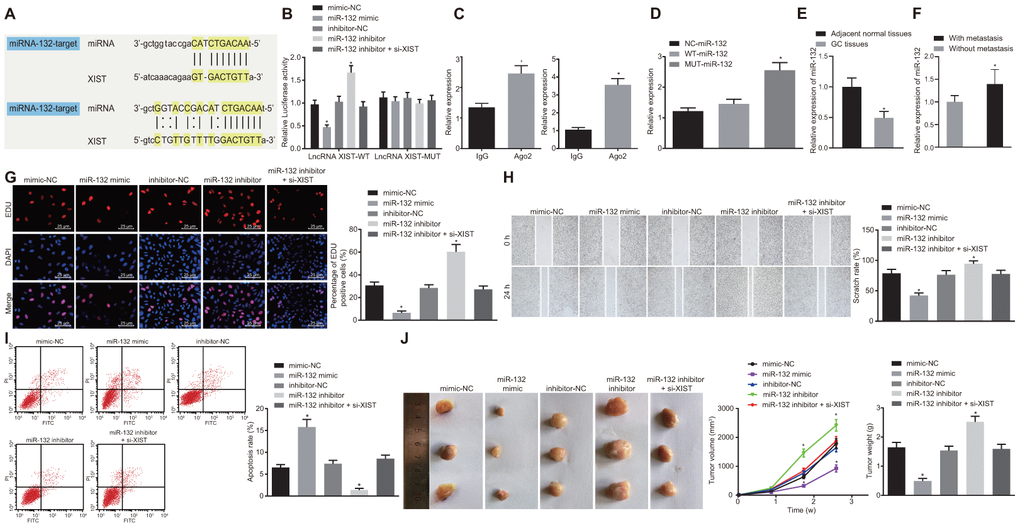 MiR-132 specifically binds to lncRNA XIST and its overexpression restrains tumor formation ability, cell proliferation and migration while promoting apoptosis in gastric cancer. (A) Binding region between miR-132 and lncRNA XIST; (B) Relative luciferase activity of miR-132 and lncRNA XIST; (C) Binding of lncRNA XIST to miR-132 and Ago2 detected by RIP assay; (D) RNA pull-down assay suggested binding relationship between lncRNA XIST and miR-132; (E) Relative expression of miR-132 in gastric cancer tissues (n = 65) and the adjacent normal tissues determined by RT-qPCR; *, p F) Relative expression of miR-132 in gastric cancer tissues from patients with metastasis (n = 45) and without metastasis (n = 20) determined by RT-qPCR; *, p G–I) SGC7901 cells were transfected with miR-132 mimic or inhibitor or co-transfected with miR-132 inhibitor and si-XIST. (G) Cell proliferation ability evaluated by EdU assay (× 400); (H) Cell migration ability assessed by scratch test (× 40); (I) Cell apoptosis ability in each group detected by flow cytometry; (J) The effect of miR-132 and lncRNA XIST on tumor formation in nude mice injected with the stably transfected SGC7901 cells. All measurement data and statistical results were expressed as mean ± standard deviation. A value of p p p t-test, while comparison among multiple groups were analyzed using one-way ANOVA. The experiment was repeated 3 times.