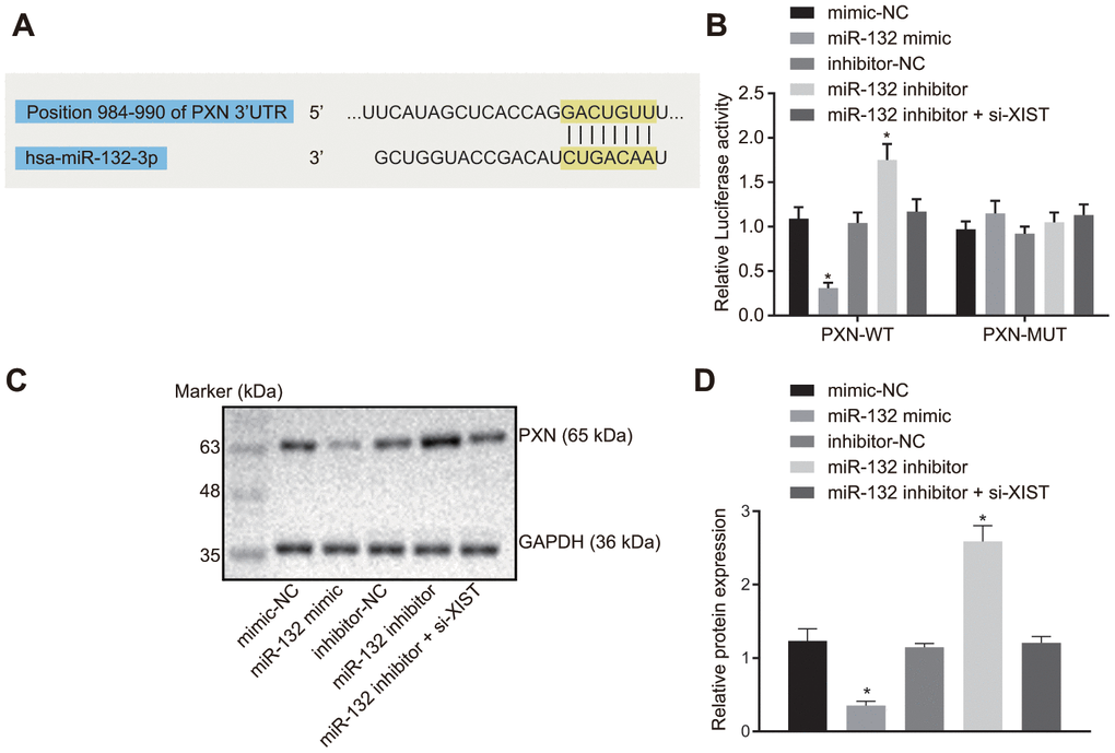 LncRNA XIST competitively binds to miR-132 and modulates PXN. (A) Binding region between miR-132 and PXN; (B) Relative luciferase activity between miR-132 and PXN; (C) Protein bands of PXN measured by western blot assay; (D) PXN protein expression in the SGC7901 cells transfected with miR-132 mimic or inhibitor or co-transfected with miR-132 inhibitor and si-XIST. All measurement data and statistical results were expressed as mean ± standard deviation; *, p t-test, while comparison among multiple groups were analyzed using one-way ANOVA. The experiment was repeated 3 times.