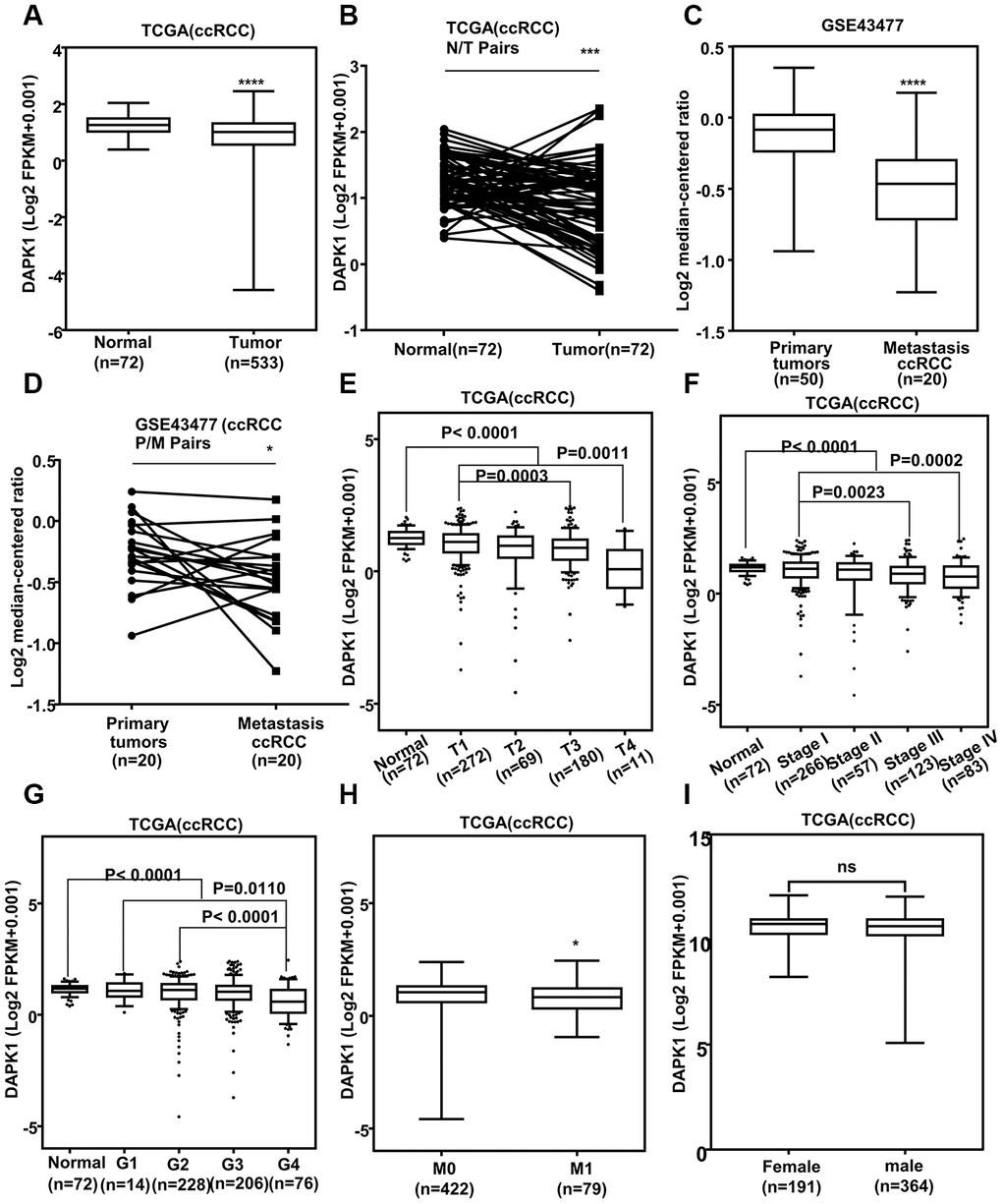Low DAPK1 expression correlates with tumor progression and metastasis in ccRCC patients. (A) DAPK1 mRNA expression in ccRCC (n=531) and adjacent normal kidney tissues (n=72) from the The Cancer Genome Atlas-Kidney Renal clear cell Carcinoma (TCGA-KIRC) database. (B) DAPK1 mRNA expression in paired ccRCC and para-cancerous kidney tissues (n=72) from the TCGA-KIRC database. (C) DAPK1 mRNA expression in primary (n=50) and metastatic ccRCC (n=20) tumors from the GSE43477 dataset. (D) DAPK1 mRNA expression in paired primary and metastatic ccRCC tumors (n=20) from the GSE43477 database. (E–I) Correlation between DAPK1 mRNA expression and clinicopathological parameters, including (E) T stage (T1-T4), (F) pathologic stage (I-IV), (G) tumor grade (G1-G4), (H) distant metastases, and (I) gender (male or female). Note: The data are shown as means ± SEM; ***p