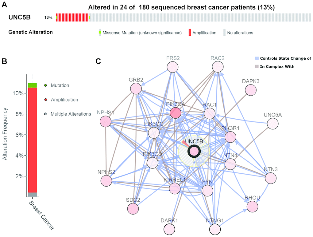 Genomic alterations of UNC5B and the biological interaction network in breast cancer (cBioPortal). (A, B) Types and frequencies of UNC5B alterations in breast cancer. (C) The biological interaction network of UNC5B and its neighboring altered genes in breast cancer. UNC5B is represented with a thick border, and the interaction types are shown in the legend.