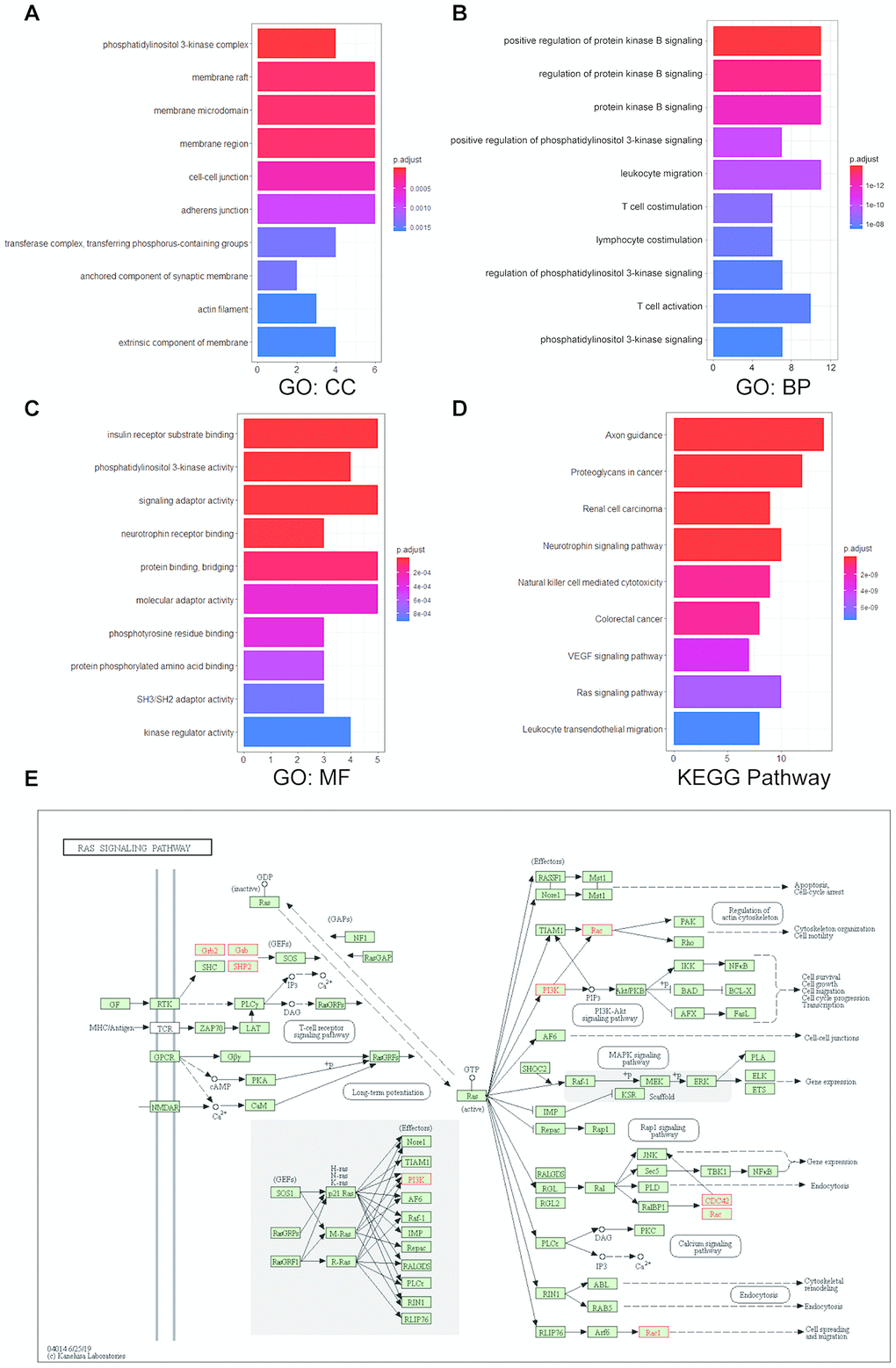 Enrichment analysis of UNC5B and its neighboring altered genes in breast cancer. The functions of UNC5B and the 20 most frequently altered UNC5B-neighboring genes were predicted in Gene Ontology (GO) and Kyoto Encyclopedia of Genes and Genomes (KEGG) pathway enrichment analyses using the “clusterProfiler” package in R. (A) Cellular components. (B) Biological processes. (C) Molecular functions. (D) KEGG pathway enrichment analysis. (E) Detailed annotation of the Ras signaling pathway regulated by UNC5B-associated gene alterations. Nodes marked in red represent altered genes.