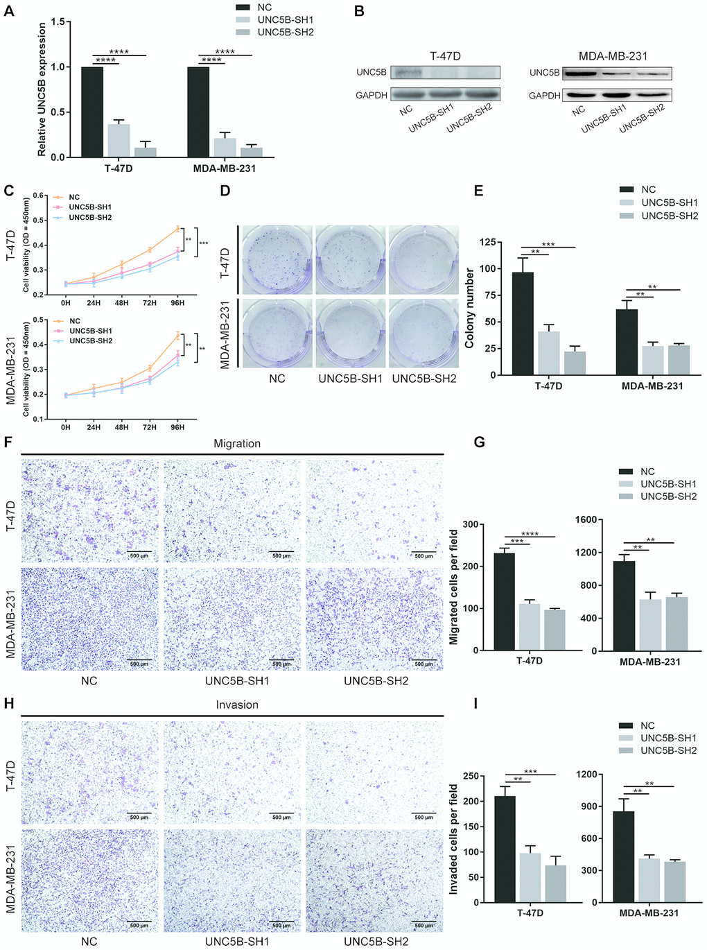 UNC5B knockdown inhibited the proliferation and metastatic capacities of breast cancer cells. (A) Quantitative PCR analysis of UNC5B expression in T-47D and MDA-MB-231 cells after UNC5B-shRNA introduction. (B) Western blot analysis of UNC5B expression in T-47D and MDA-MB-231 cells after UNC5B-shRNA introduction. (C) The proliferation of T-47D and MDA-MB-231 cells after UNC5B knockdown. (D, E) Representative images and quantified results of colonies formation in T-47D and MDA-MB-231 cells after UNC5B knockdown. (F, G) Representative images and quantified results of transwell migration assay in T-47D and MDA-MB-231 cells after UNC5B knockdown. (H, I) Representative images and quantified results of matrigel-treated transwell invasion assay in T-47D and MDA-MB-231 cells after UNC5B knockdown. Data represent three independent experiments. Data are expressed as mean ± s.e.m. *p p p p 