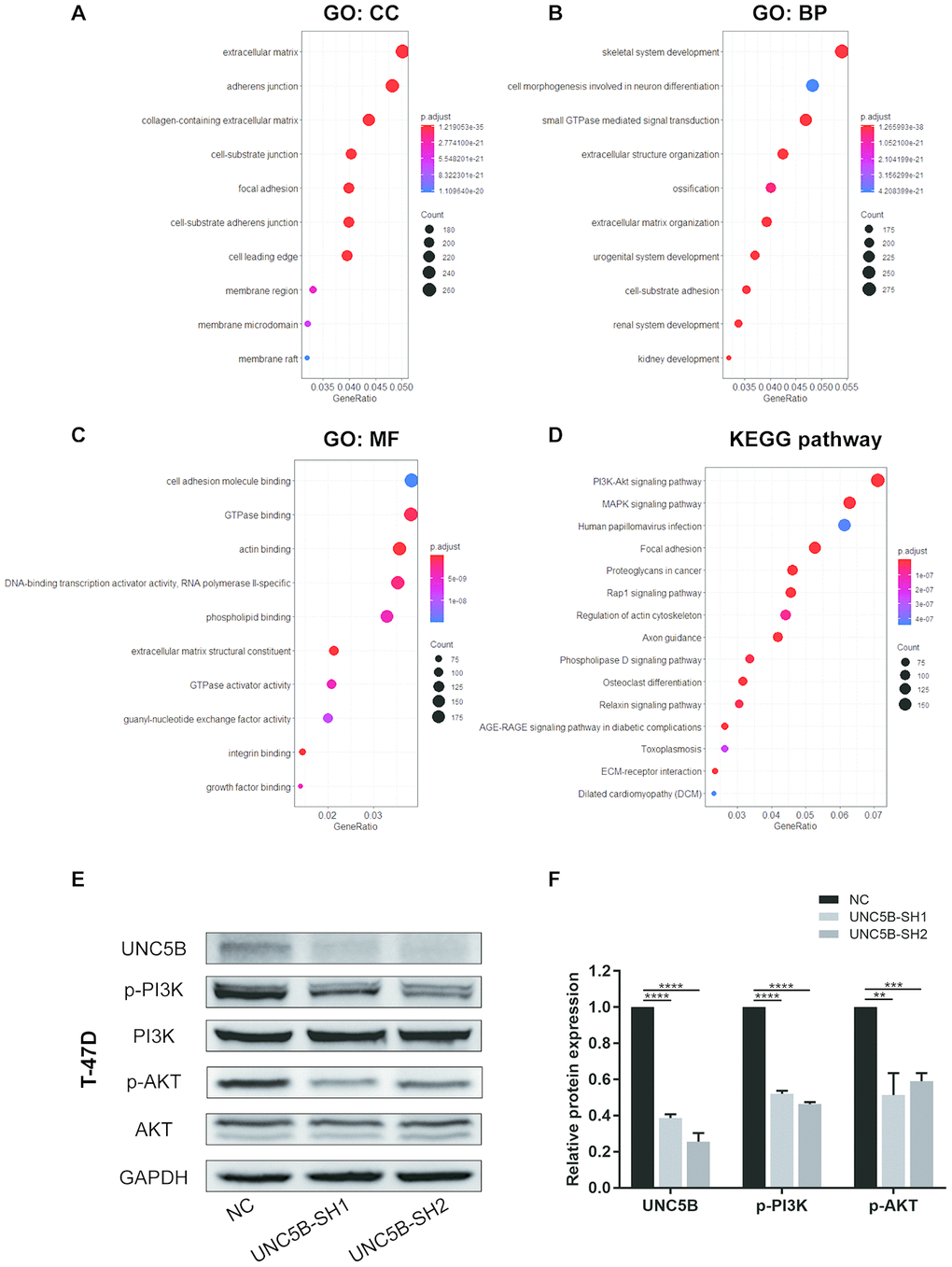 UNC5B knockdown compromised PI3K/Akt signaling activation in breast cancer cells. (A–D) The functions of UNC5B and genes significantly co-expressed with UNC5B were predicted in GO and KEGG pathway enrichment analyses using the “clusterProfiler” package in R. (A) Cellular components. (B) Biological processes. (C) Molecular functions. (D) KEGG pathway enrichment analysis. (E, F) Western blot analysis of PI3K and Akt phosphorylation in breast cancer cells after UNC5B knockdown. Data represent three independent experiments. Data are expressed as mean ± s.e.m. **p 