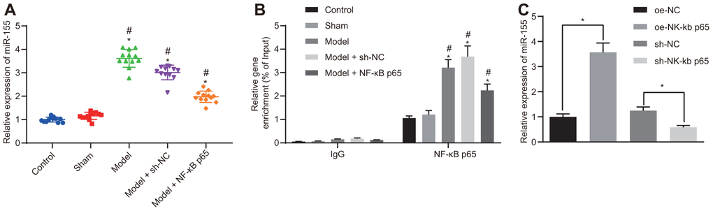 Binding relationship between NF-κB p65 and miR-155. (A) miR-155 expression in heart tissues; (B) Enrichment of NF-κB p65 in the promoter region of miR-155 determined by ChIP assay; (C) miR-155 expression in cardiomyocytes; *p p p 