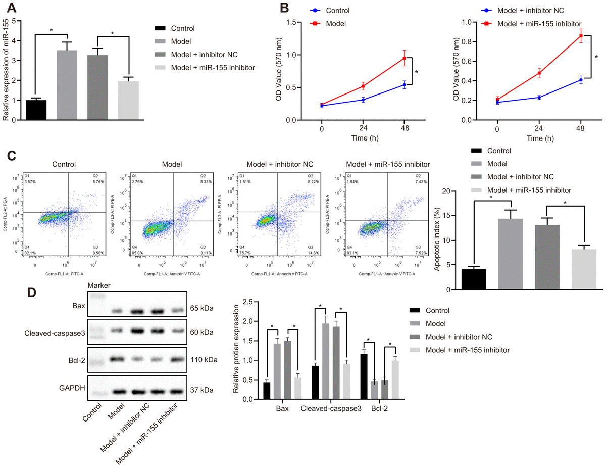 Effects of miR-155 inhibition on cardiomyocyte apoptosis. (A) Expression of miR-155; (B) Cell viability determined by MTT assay; (C) Cell apoptosis determined by flow cytometry; (D) Protein expression of apoptosis-related factors; *p 