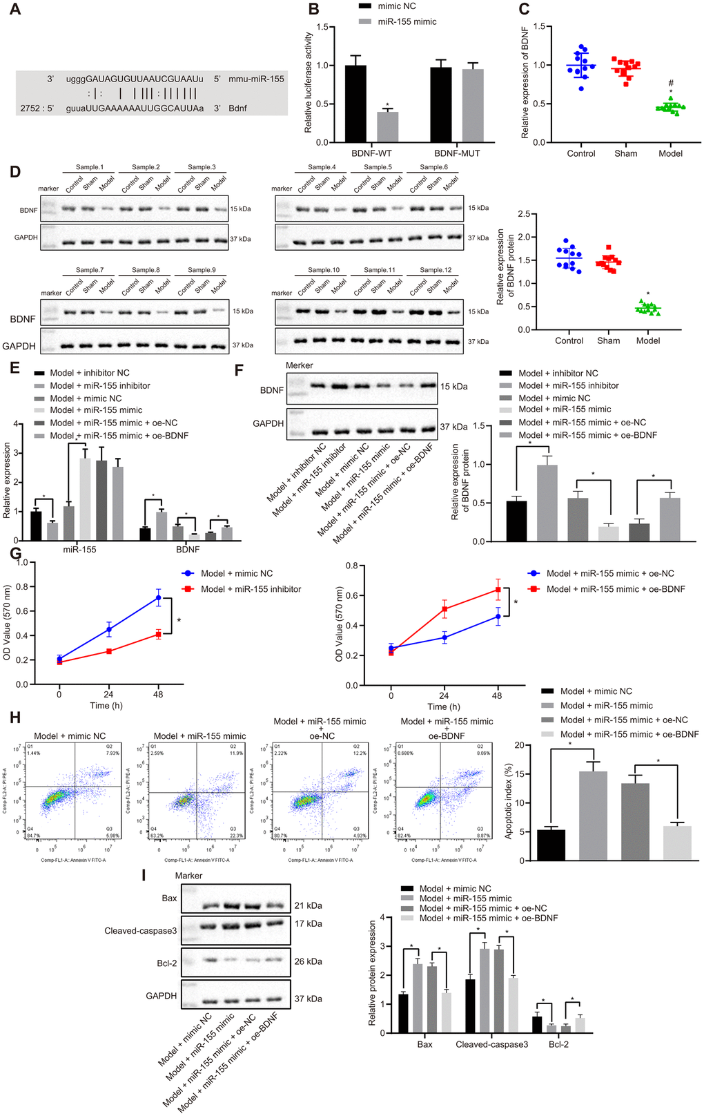 Effects of miR-155 and BDNF on cardiomyocyte apoptosis. (A) Binding relationship between miR-155 and BDNF predicted by online tools; (B) Binding relationship between miR-155 and BDNF determined by dual luciferase reporter gene assay; (C) BDNF mRNA expression in heart tissues; (D) BDNF protein expression in heart tissues; (E) miR-155 and BDNF mRNA expression in cardiomyocytes. (F) BDNF protein expression in cardiomyocytes; (G) Cell viability determined by MTT assay; (H) Cell apoptosis determined by flow cytometry; (I) Protein expression of apoptosis-related factors; *p p 