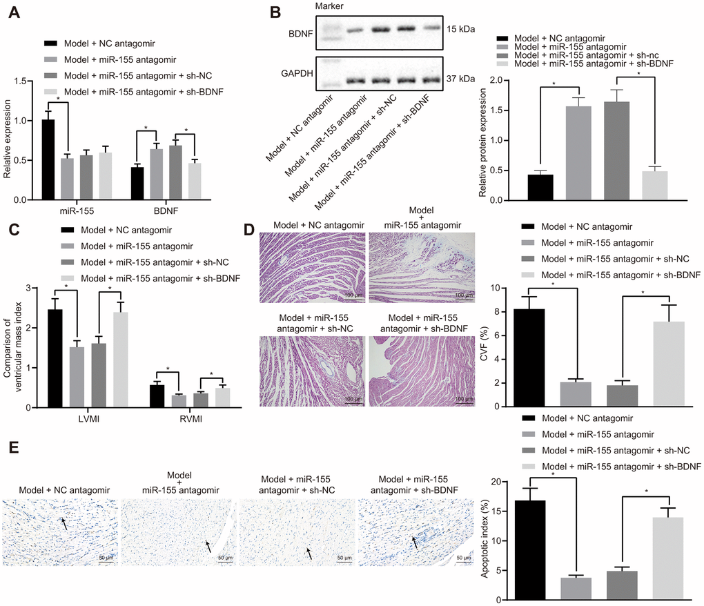 Effects of miR-155 and BDNF on heart failure in vivo. (A) Expression of miR-155 and BDNF mRNA expression; (B) BDNF protein expression; (C) Ventricular mass index; (D) CVF determined by Masson’s trichrome staining (100 ×); (E) Apoptosis determined by TUNEL staining (200 ×); *p 