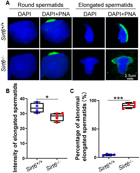 SIRT6-deficiency leads to malformed spermatozoa with impaired acrosomes. (A) Immunofluorescence staining of PNA (green) and DAPI (blue) in Sirt6+/+ and Sirt6-/- spermatids. The acrosome is disrupted in Sirt6-/- spermatids. (B) Quantification of intensity of elongated spermatids in (A). Sirt6+/+, 33.84±0.90; Sirt6-/-, 27.79±0.84, 8-week mice, n=4; 150 cells were used for each group. Data are presented as mean ± SEM. *P C) Quantification of disrupted elongated spermatids of the Sirt6+/+ and Sirt6-/- mice. Sirt6+/+, 4.22±0.57%; Sirt6-/-, 91.16±1.08%, 8-week mice, n=4; 200 cells were used for each group. Data are presented as mean ± SEM. ***P 