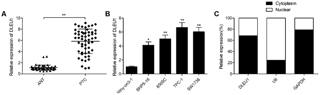 DLEU1 is overexpressed in PTC tissues and cell lines. (A) QRT-PCR analysis shows the expression of DLEU1 in 54 paired PTC tissues and adjacent normal thyroid tissues. (B) QRT-PCR analysis shows the expression of DLEU1 in four PTC cell lines (BHP5-16, 8505C, TPC-1, and SW1736) and the human thyroid follicular epithelial cells, Nthy-ori3-1. (C) QRT-PCR analysis shows the expression of DLEU1 in the cytoplasmic and nuclear extracts of TPC-1 cells. Note: The data are shown as the means ± SD of at least three independent experiments. *PP