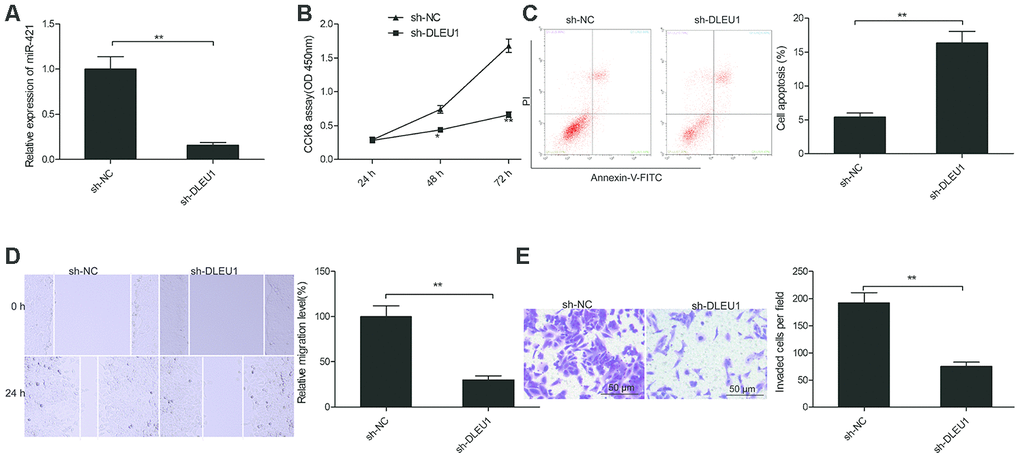 DLEU1 knockdown inhibits proliferation, migration and invasion of TPC-1 cells. (A) QRT-PCR analysis shows DLEU1 levels in sh-NC- and sh-DLEU1-transfected TPC-1 cells. (B) CCK8 assay results show proliferation rates of sh-NC- and sh-DLEU1-transfected TPC-1 cells. (C) Flow cytometry analysis shows the percentage apoptosis in sh-NC- and sh-DLEU1-transfected TPC-1 cells based on Annexin-V staining. (D) Wound healing assay results show the migration efficiency of sh-NC- and sh-DLEU1-transfected TPC-1 cells. (E) Transwell invasion assay results show the invasiveness of sh-NC- and sh-DLEU1-transfected TPC-1 cells. Note: The data is represented as the means ± SD of at least three independent experiments. *PP
