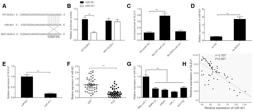 DLEU1 sponges miR-421 in PTC cells. (A) The diagram shows the predicted miR-421 binding sites in the 3’UTR of DLEU1 and the mutations in the miR-421 binding sites. (B) Dual luciferase reporter assay shows the relative luciferase activity of TPC-1 cells co-transfected with miR-421 mimic or miR-NC plus luciferase reporter plasmid with the wild-type DLEU1 (WT-DLEU1) or mutant DLEU1 (MUT-DLEU1). The miR-421 binding sites are mutated in the mutant DLEU1. (C) QRT-PCR results show DLEU1 levels in the RNA pull down extracts using biotinylated wild-type or mutant miR-421. (D) QRT-PCR analysis shows miR-421 levels in control and DLEU1-silenced TPC-1 cells. (E) QRT-PCR analysis shows DLEU1 levels in control and miR-421 mimic-transfected TPC-1 cells. (F) QRT-PCR analysis shows miR-421 expression in 54 paired PTC and adjacent normal thyroid tissues.(G) QRT-PCR analysis shows the expression of miR-421 in four PTC cell lines (BHP5-16, 8505C, TPC-1, and SW1736) and the human thyroid follicular epithelial cell line, Nthy-ori3-1. (H) Spearman’s correlation analysis shows that DLEU1 expression is inversely related to miR-421 expression in PTC tissues (n=54). Note: The data are represented as the means ± SD of at least three independent experiments. *PP