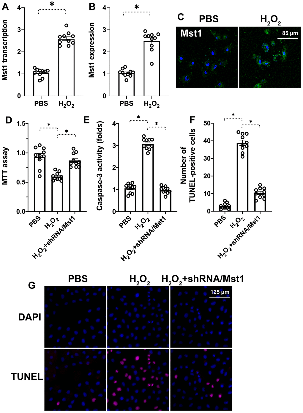 Mst1 promotes apoptosis in oxidative stress-induced RA-FLSs. (A) QRT-PCR analysis shows Mst1 mRNA levels in the control and H2O2-treated RA-FLSs. (B) Representative immunofluorescence images show Mst1 protein expression in control and H2O2-treated RA-FLSs (C) Quantitative estimation of relative Mst1 protein levels in control and H2O2-treated RA-FLSs based on the immunofluorescence assay. (D) MTT assay results show the viability of control and Mst1 knockdown RA-FLSs treated with or without H2O2. (E) ELISA assay results show caspase-3 activity in the control and H2O2-treated RA-FLSs. (F) Representative images show TUNEL staining of the control and H2O2-treated RA-FLSs. (G) Quantification of percent TUNEL-positive (apoptotic) cells in the control and H2O2-treated RA-FLSs. Note: RA-FLSs were treated with 0.3 mM H2O2 for 6 h; *P