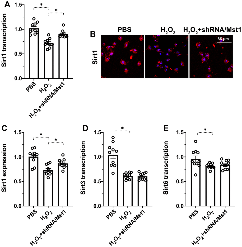 Mst1-dependent Sirt1 downregulation in oxidative stress-induced RA-FLSs. (A) QRT-PCR assay shows Sirt1 mRNA levels in control and H2O2-treated RA-FLSs. (B, C) Immunofluorescence staining shows Sirt1 protein levels in the control and Mst1-silenced RA-FLSs treated with or without H2O2. (D, E) QRT-PCR assay shows Sirt3 and Sirt6 mRNA levels in the control and H2O2-treated RA-FLSs. Note: RA-FLSs were treated with 0.3 mM H2O2 for 6 h; *P