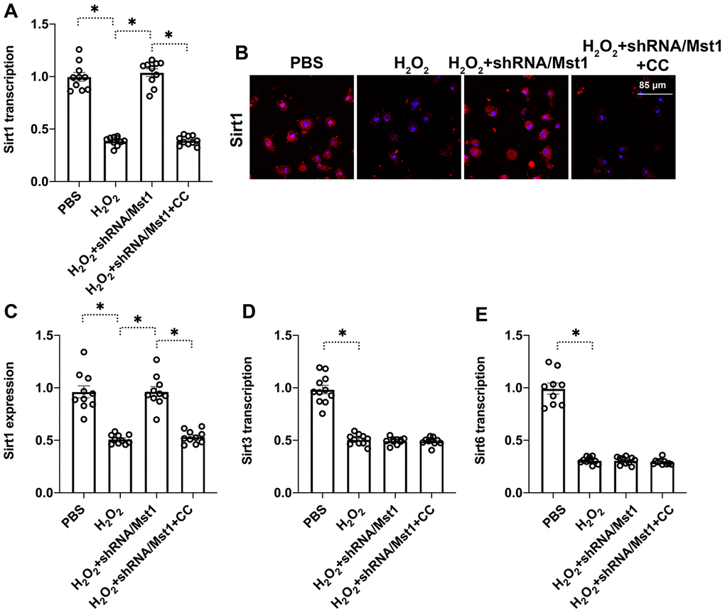 Mst1 reduces Sirt1 expression in oxidative stress-induced RA-FLSs by inhibiting the AMPK signaling pathway. (A) QRT-PCR assay results show the Sirt1 mRNA levels in the control and Mst1-knockdown RA-FLSs, pretreated with or without compound C, and treated with or without 0.3 mM H2O2 for 6 h. Compound C (CC) is an antagonist of the AMPK pathway. (B, C) Immunofluorescence staining results show Sirt1 protein levels in the control and Mst1-knockdown RA-FLSs, pretreated with or without compound C, and treated with or without 0.3 mM H2O2 for 6 h. (D, E) QRT-PCR analysis shows Sirt3 and Sirt6 mRNA levels in the control and Mst1-knockdown RA-FLSs, pretreated with or without compound C, and treated with or without 0.3 mM H2O2 for 6 h. *P