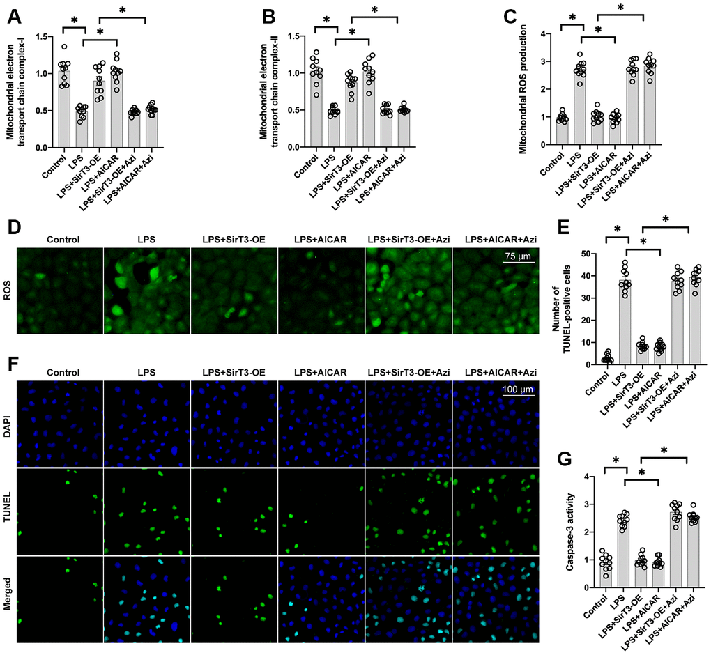 Inhibition of mitochondrial biogenesis decreases SirT3-mediated mitochondrial protection and cardiomyocyte survival. (A, B) ELISA assay was used to analyze mitochondrial electron transport chain complex activity in the presence of LPS. Lentivirus-loaded SirT3 (SirT3-OE) was incubated with cardiomyocytes in the presence of LPS. Compound C (CC), an antagonist of AMPK, was used to inhibit the activation of AMPK in SirT3-OE–treated cardiomyocytes. (C, D) Immunofluorescence of mitochondrial ROS production. (E, F) TUNEL staining of apoptotic cardiomyocytes. SirT3-OE was incubated with cardiomyocytes in the presence of LPS. CC was used to inhibit the activation of AMPK in SirT3-OE–treated cardiomyocytes. Then, the number of TUNEL-positive cardiomyocytes was determined. (G) ELISA was used to detect the activity of caspase-3. *P 